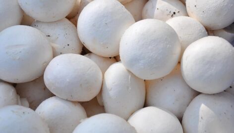 Hungarian-developed technology can help mushroom cultivation