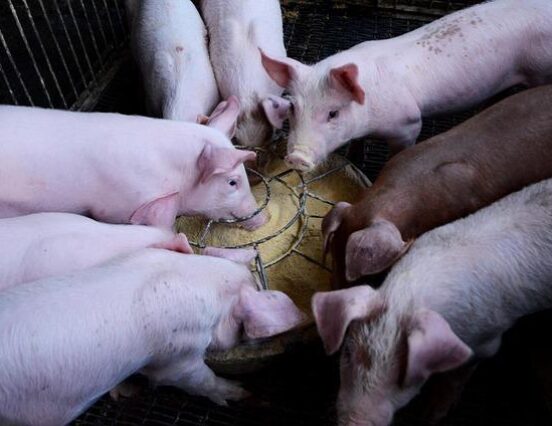 A new element has been added to the support for pig farmers and breeders