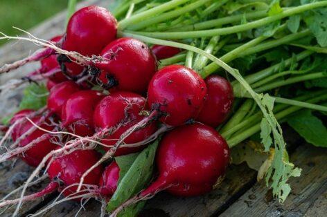 Prices of domestic and imported radishes have increased equally