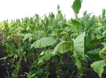 The conclusion of tobacco-growing contracts at ULT started at the end of February