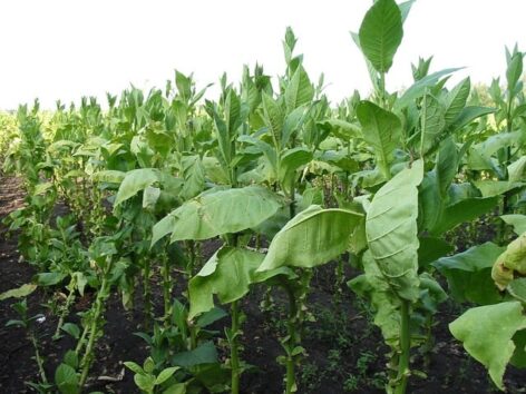 The conclusion of tobacco-growing contracts at ULT started at the end of February