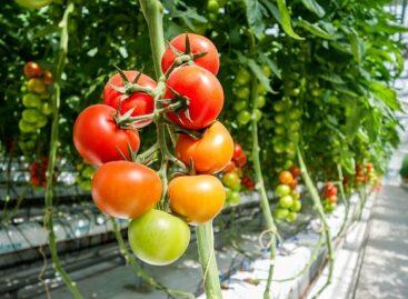 The competitiveness of greenhouse vegetable production has increased thanks to developments