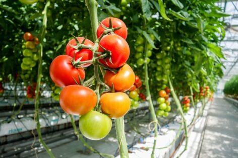 The competitiveness of greenhouse vegetable production has increased thanks to developments