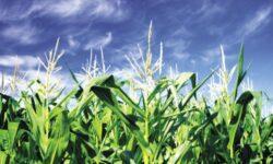 A Nestlé kilép a Dairy Methane Action Alliance-ből – saját pályán folytatja a metáncsökkentést