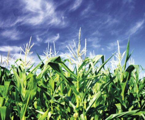 Nestlé surpasses its sustainability targets