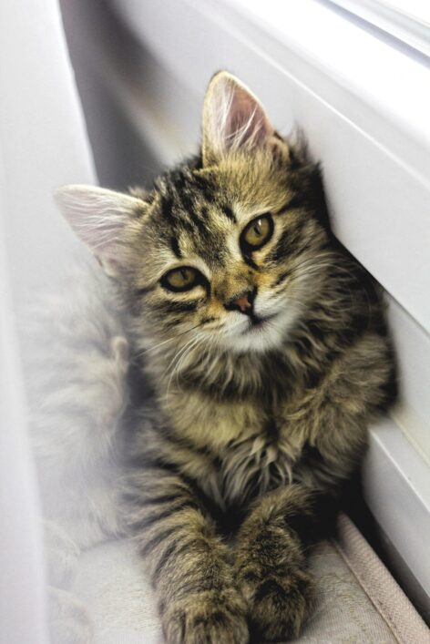 Euromonitor International 2025: everything for your pet!