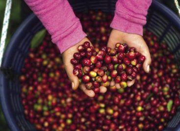 Higher coffee bean prices than ever because of the bad weather