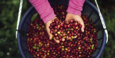 Higher coffee bean prices than ever because of the bad weather