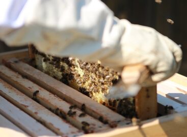 Beekeepers receive 5.8 billion forints of animal welfare support annually