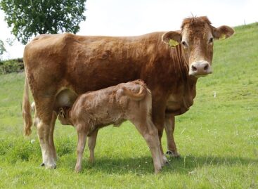 Support for suckler cow farmers to arrive earlier this year