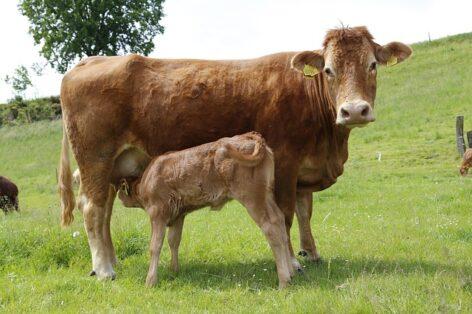 Support for suckler cow farmers to arrive earlier this year
