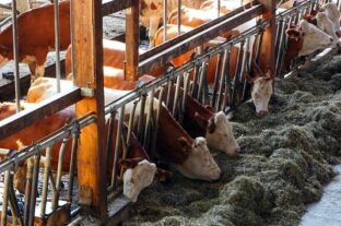 More than two thousand dairy farms to receive new support