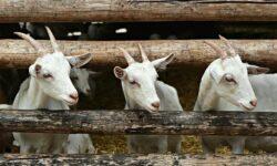 Hungary regains its official status as free from plague of small ruminants