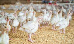 Mandatory measures against bird flu have come into force in high-risk counties