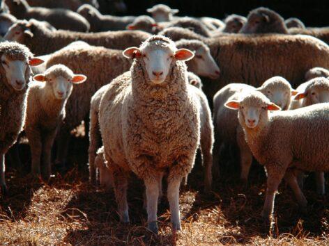 Fewer sheep, more expensive lamb