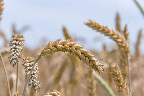 It is not the record yield of wheat that counts this year, but the high quality
