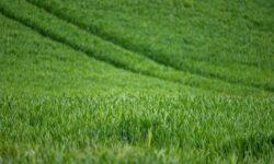 Agrometeorology: autumn sowing is in great need of precipitation