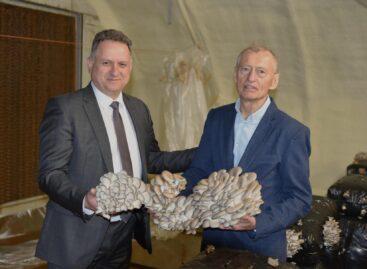 Az innováció a versenyképesség motorja a gombatermesztésben is