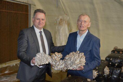 Innovation is the engine of competitiveness in mushroom production too