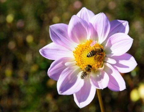 May 20th is World Bee Day