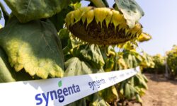 Magasabb szintre emelné a gazdálkodók technológiai tudatosságát és eredményességét a Syngenta Agronomy Solution csapata