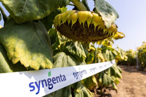 Magasabb szintre emelné a gazdálkodók technológiai tudatosságát és eredményességét a Syngenta Agronomy Solution csapata