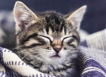 Hungarians are more likely to have cats – these are the products they order for their pets