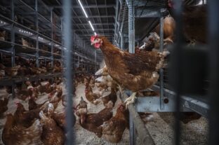 Egyre többen, de még nem elegen vállalják a ketrecmentes tartási rendszert