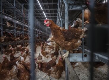 More and more people, but not enough, are adopting the cage-free system
