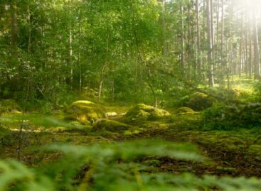 Eleven Countries Demand EU Weakens Deforestation Law Further, Document Shows