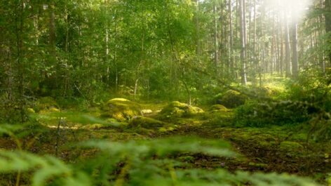 Eleven Countries Demand EU Weakens Deforestation Law Further, Document Shows