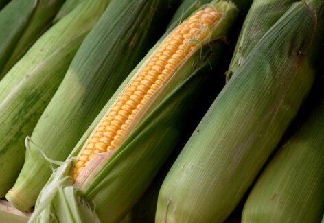 Corn prices up 22 percent from a year ago