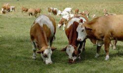Május elején rendezték meg az FAO Európai Ragadós Száj- és Körömfájás Bizottságának közgyűlését