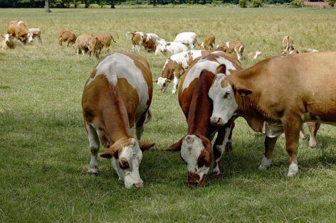 AM: support for suckler cow farmers will arrive earlier this year