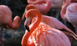 Vaccination against avian influenza has started for rare and high-value zoo bird species
