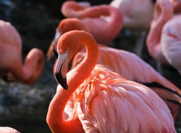 Vaccination against avian influenza has started for rare and high-value zoo bird species