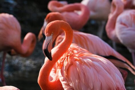 Vaccination against avian influenza has started for rare and high-value zoo bird species