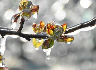 Dramatic frost damage hits Hungarian fruit production – A paradigm shift is needed