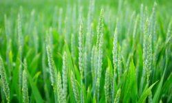 Agrometeorology: cool weather slows down plant development