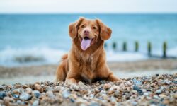 Idén már 21 kutyabarát strand és fürdetőhely várja országszerte a kutyásokat