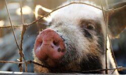 The government is helping pig farmers with compensation
