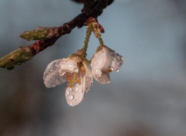 Agrometeorológia: nagy szükség lenne a májusi esőre