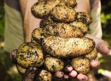 Strategic goal for our country to become self-sufficient in potato production