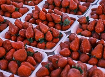 A hazai és az import szamóca ára is emelkedett