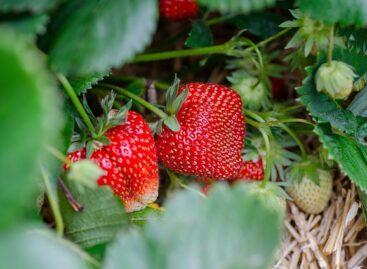 This year’s strawberry harvest is delayed due to the cool May