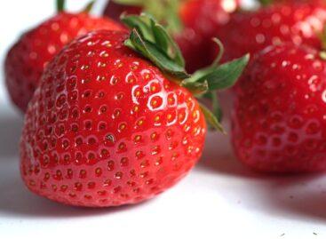 Strawberry shortage on the markets in mid-May – weather caused serious damage