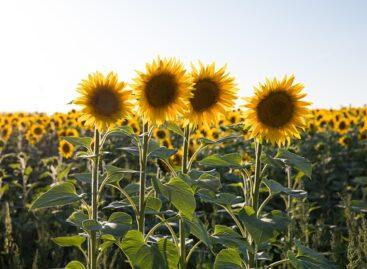 Nébih provided an overview of the economically most important pathogens of sunflower