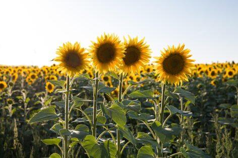 Nébih provided an overview of the economically most important pathogens of sunflower
