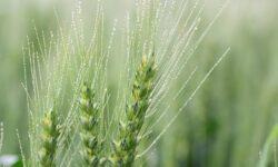 Rector of the Agricultural University: change is needed in soil cultivation