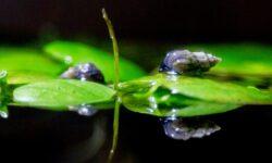 Extinction next door – The destruction of fauna and flora is present in every country